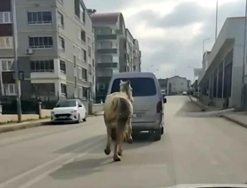 Bursa’da tepki çeken görüntü