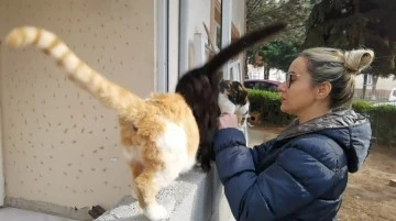 Bursa'da vahşet: Baktığı dört 4 kedi öldürüldü 