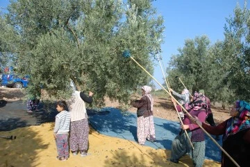 Bursa'da zeytin rekoltesinin düşük olduğu yıl 