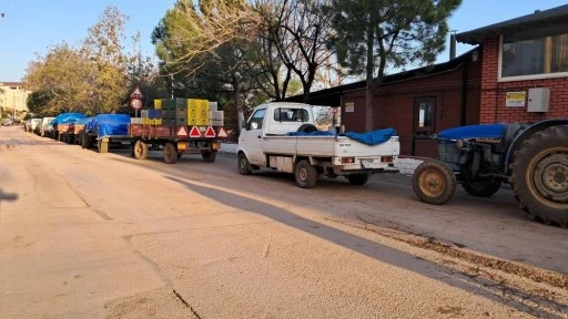 Bursa’da zeytin üreticilerinin Tarım Kredi çilesi