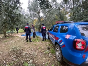 Bursa'daki zeytinliklerde sıkı koruma! 