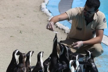 Bursa Hayvanat Bahçesi'nin yeni sakinleri 