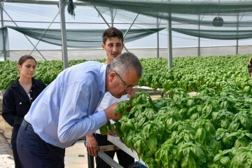 Bursa Karacabey'de üretilen reyhan İtalyan sofralarına tat katıyor! 