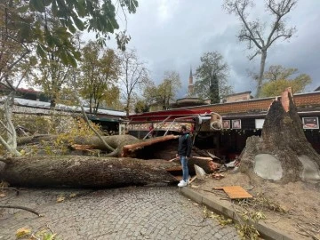 Bursa Kozahan'da bulunan tarihi çınar fırtınaya dayanamadı 