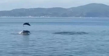 Bursa Mudanya'da yunuslardan vatandaşlara görsel şölen