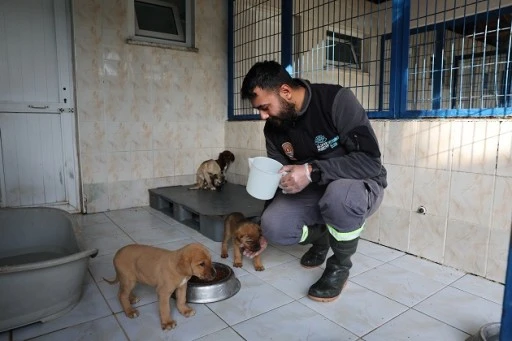 Bursa Nilüfer'de sahipsiz canlar yuvalarını arıyor