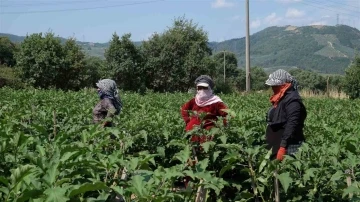 Bursa patlıcanında hasat şenliği