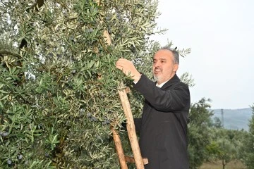 Bursa zeytininde hasat vakti