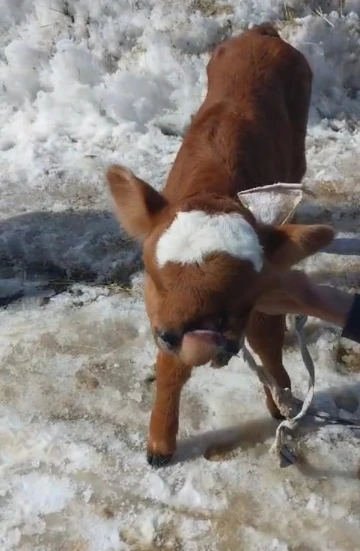 Burun ve dudağı eksik olarak doğan buzağı, biberonla besleniyor
