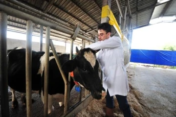 Bursa'da büyük ve küçükbaş hayvanların stres ile mutluluk durumları takip ediliyor