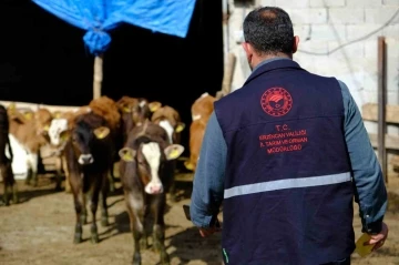 Büyükbaş hayvanlar kenelere karşı ilaçlanıyor
