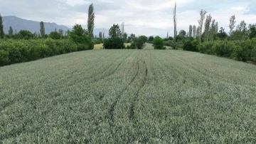 Büyükşehir’in hibe ettiği ata tohumları boy verdi
