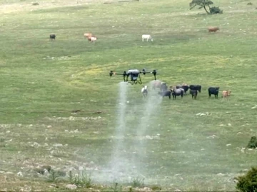 Büyükşehirden çekirgeye karşı dron ile mücadele
