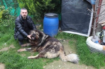 Çalamadığı köpeği pompalı tüfekle vurdu
