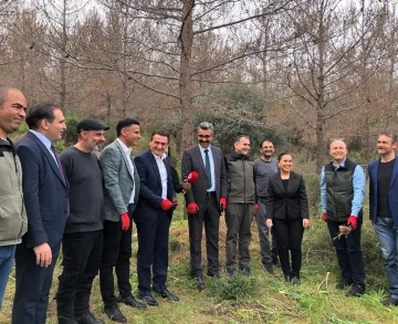 Çam kese böceklerine karşı predatör böcekler ormanlık alanlara bırakıldı
