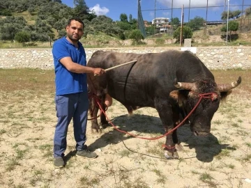 Çamköy’de boğa güreşi yapılacak
