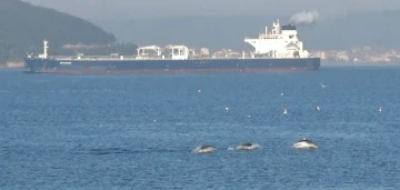 Çanakkale Boğazı’nda yunuslardan görsel şölen
