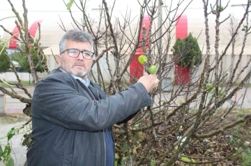 Çanakkale’de incir ağacı kış mevsiminde meyve verdi
