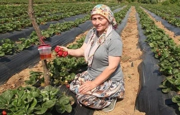 Çanakkale’de sirke sineği zararlısıyla tuzakla mücadele
