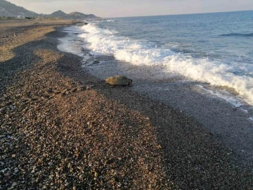 Caretta Caretta yuvasının koruma kafesini kaldırıp üzerinde mangal yaptılar
