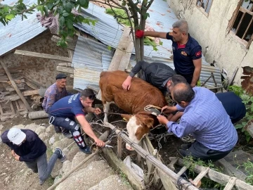 Çatıya çıkan ineği itfaiye kurtardı