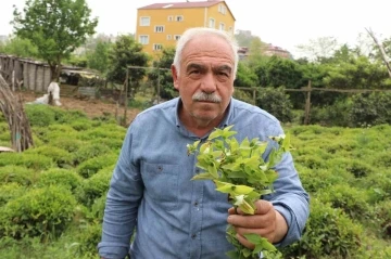 Çayın düşmanı: ‘Telgraf otu’
