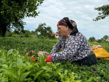 ÇAYKUR kontenjanı 25 kilograma düşürdü
