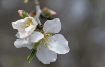 Cemre toprağa düştü
