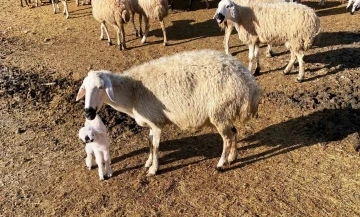 Çenesi anormal ve sol gözü olmayan kuzu, sahibini şaşkına çevirdi
