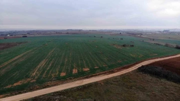 Çiftçide kuraklık endişesi: Buğday filizleri çimen boyunda kaldı
