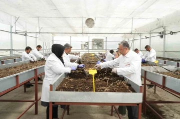 Çiftçilerin beklentisine uygun yerli ve milli patates çeşitleri geliştiriliyor
