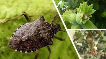 Çiftçiye &quot;kahverengi kokarca böceği&quot; uyarısı
