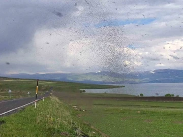 Çıldır Gölü’nü milyonlarca ’göl sineği’ sardı
