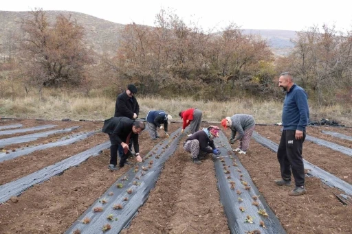 Çilek yetiştiriciliği projesiyle 20 dönüm alana 100 bin fide dikildi
