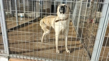 Bakımevinde tedavisi yapılan köpeğin sağlık durumu iyi