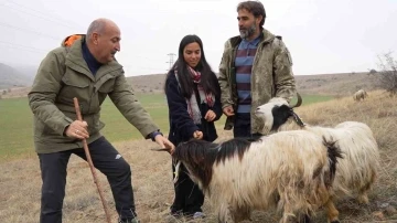 Çobanlık yapan iki üniversite mezunu Emine’nin hayali yeni yılda gerçek oldu
