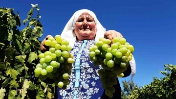 Coğrafi işaretli Çavuş Üzümü’nde hasat dönemi başladı
