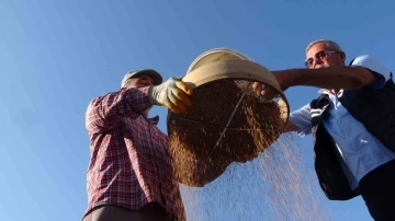 Coğrafi işaretli &quot;altın susam&quot;da hasat zamanı, kilosu 80-85 TL’den alıcı buluyor
