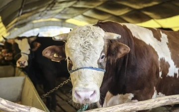 Çorum’da, kurban bağışı kampanyası devam ediyor
