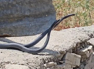 Çukurca’da yılanların çiftleşme dansı fotoğraf karesine yansıdı
