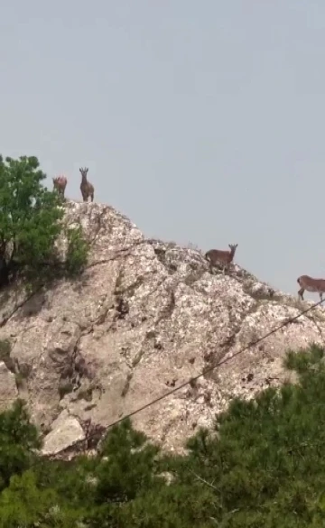 Dağ keçileri sürü halinde Harput’ta görüntülendi
