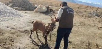 Dağ keçisi camı kırıp eve girdi
