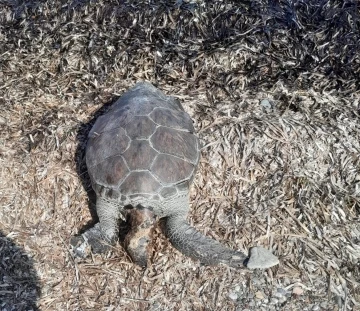 Datça’da deniz kaplumbağası sahile vurdu
