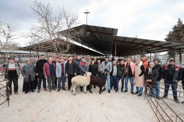 Denizli’de 321 çiftçiye 600 adet damızlık koç ve teke hibe desteği başladı
