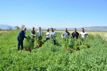 Denizli’de ara dönemde ekilen Pembe İnciden dekarda 6,8 ton yaş ot elde edildi
