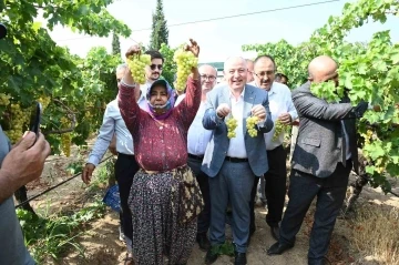 Denizli’de üzüm hasadı başladı
