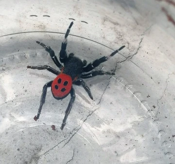 Denizli’de zehirli uğur böceği örümceği görüldü
