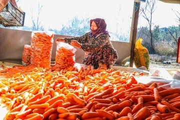 Denizli’nin Çakır havucunda hasat başladı
