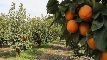 Denizli'den kurutulmuş cennet hurması ihracatı artışta