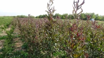 Deprem bölgesi Malatya’da meyve fidanı üretimi devem ediyor
